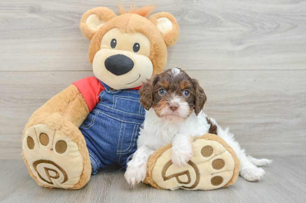 7 week old Cavapoo Puppy For Sale - Puppy Love PR