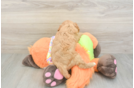 Best Cavapoo Baby