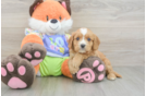 Cavapoo Puppy for Adoption