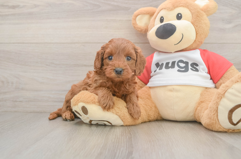 5 week old Cavapoo Puppy For Sale - Puppy Love PR