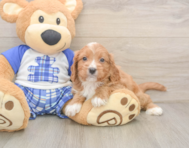 7 week old Cavapoo Puppy For Sale - Puppy Love PR