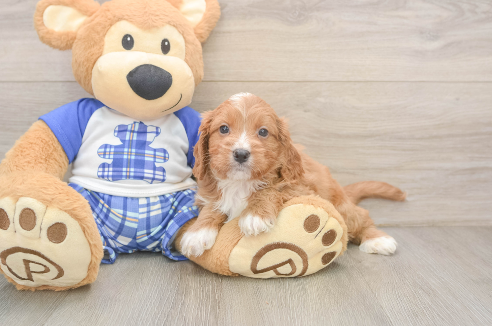 5 week old Cavapoo Puppy For Sale - Puppy Love PR