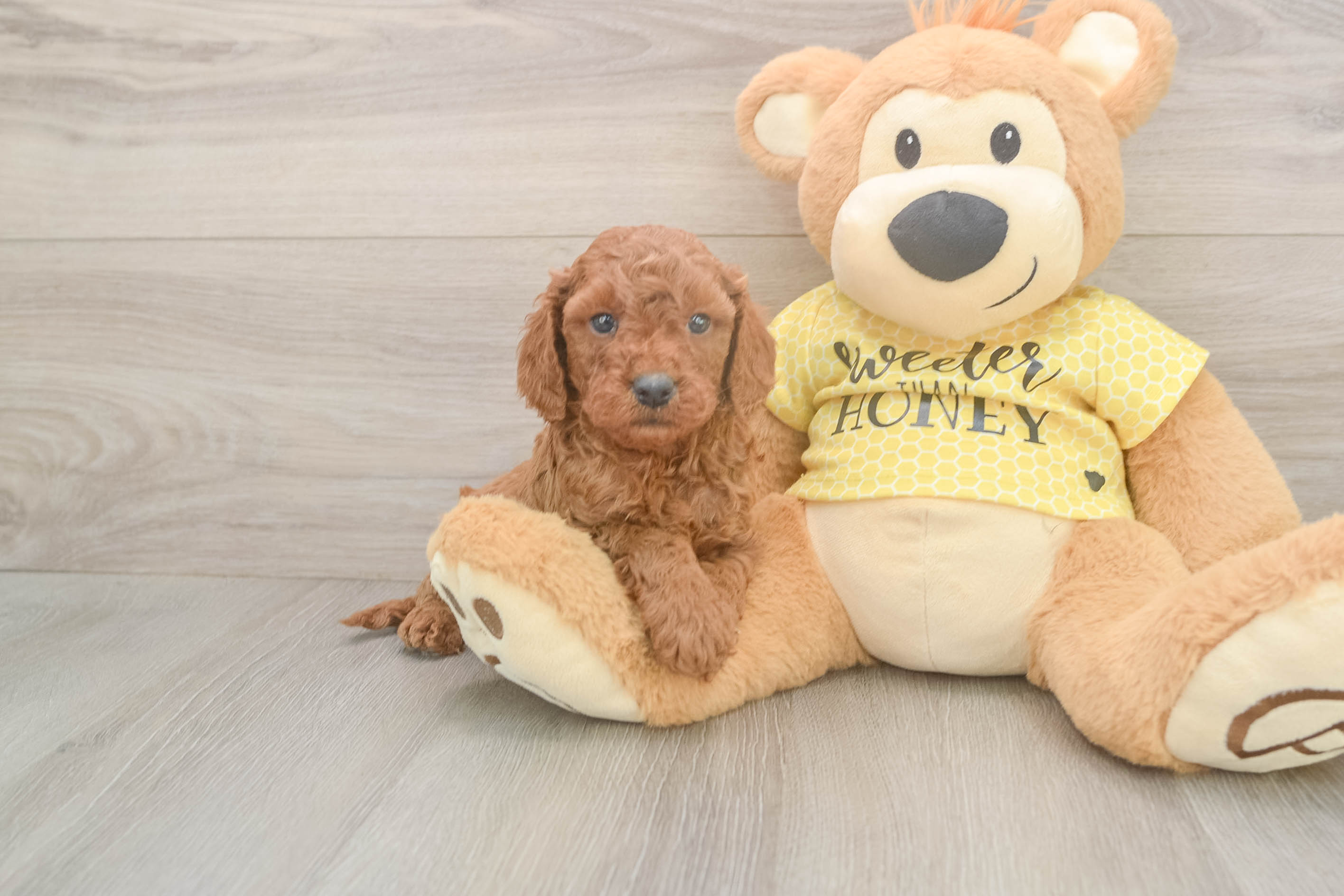 Petite Cavapoo Poodle Mix Pup