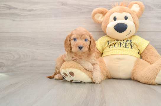 Cavapoo Puppy for Adoption