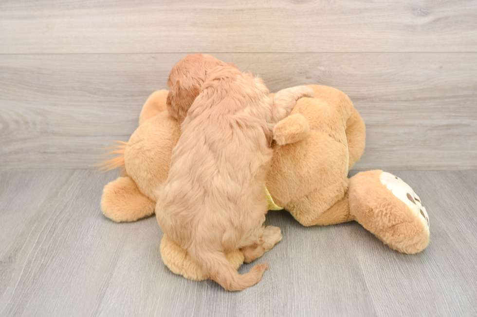 Cavapoo Puppy for Adoption