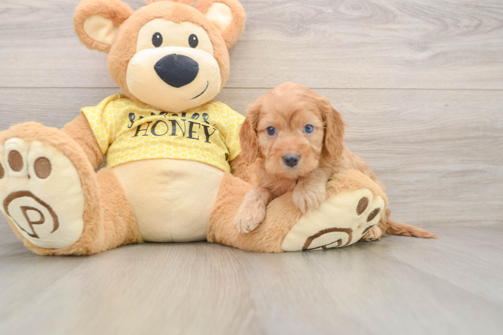 Fluffy Cavapoo Poodle Mix Pup