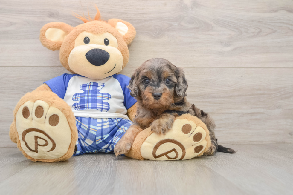 Cute Cavapoo Baby