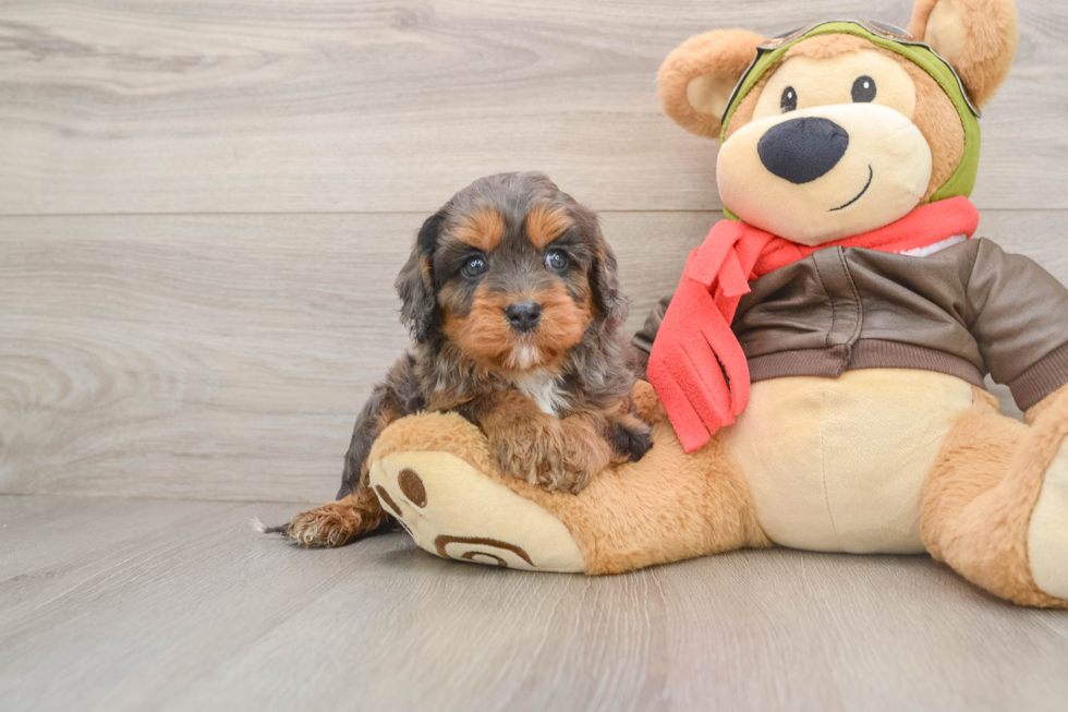 Little Cavipoo Poodle Mix Puppy