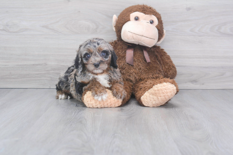 Cute Cavapoo Baby