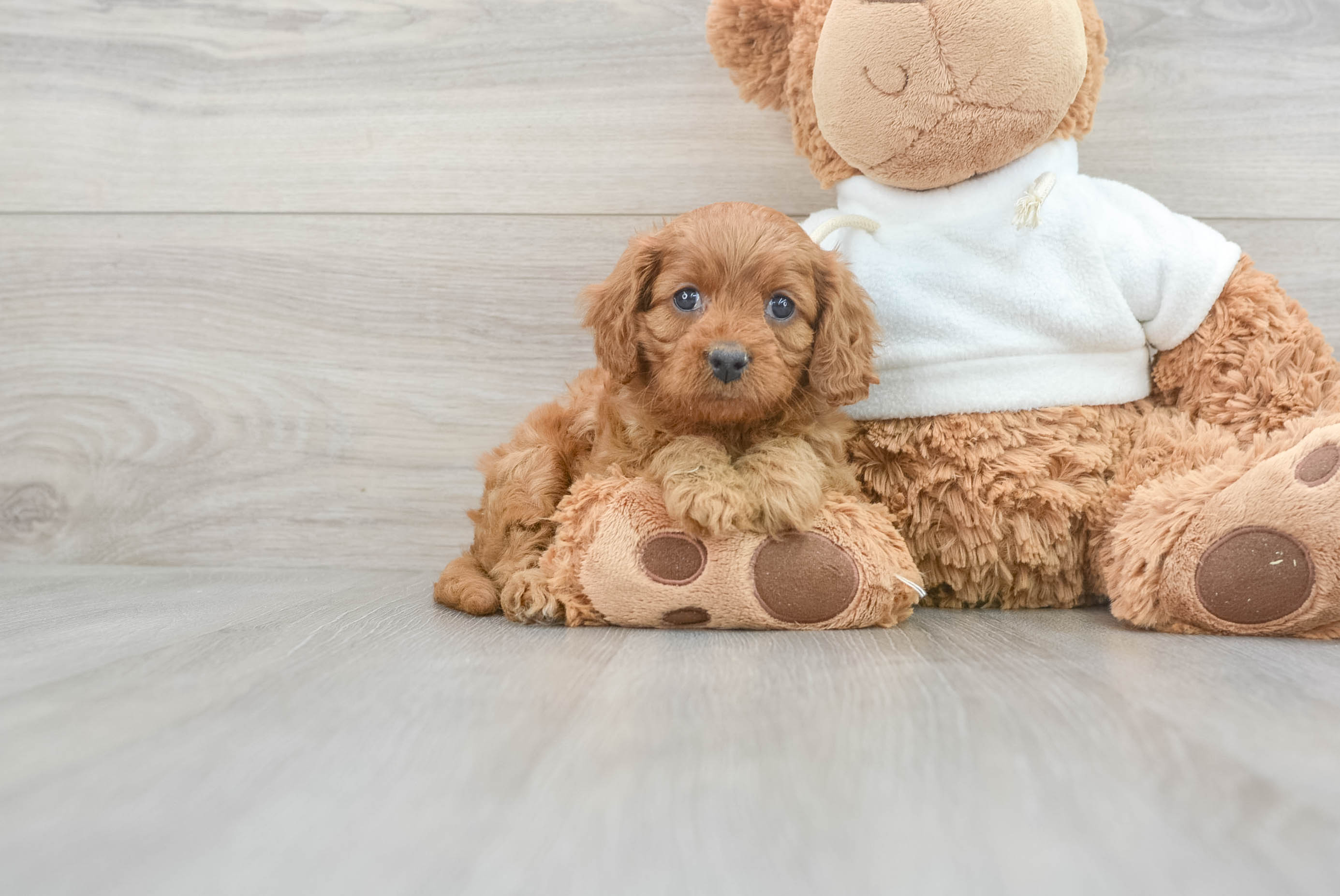 Best Cavapoo Baby