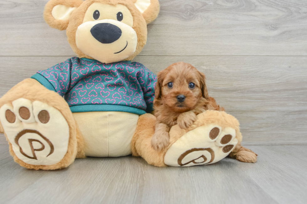 6 week old Cavapoo Puppy For Sale - Puppy Love PR