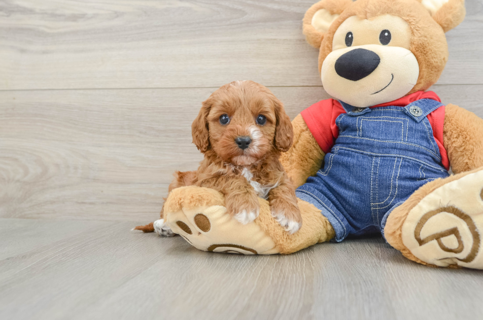5 week old Cavapoo Puppy For Sale - Puppy Love PR