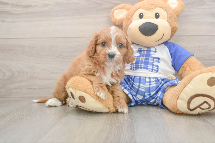 Petite Cavapoo Poodle Mix Pup