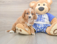7 week old Cavapoo Puppy For Sale - Puppy Love PR