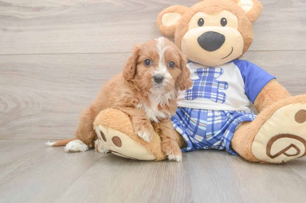 5 week old Cavapoo Puppy For Sale - Puppy Love PR