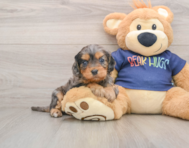 9 week old Cavapoo Puppy For Sale - Puppy Love PR
