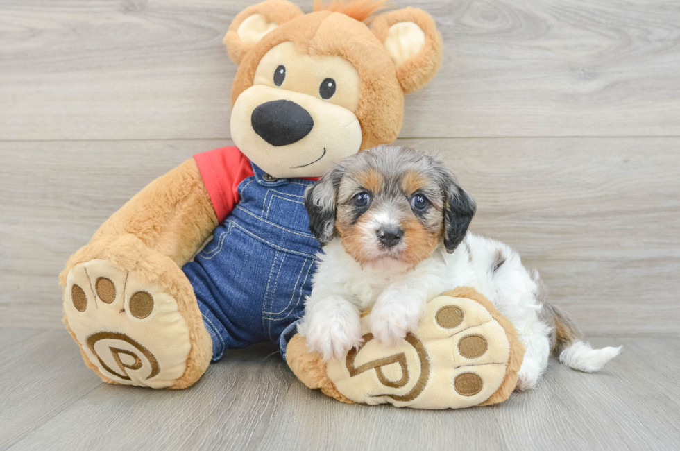 5 week old Cavapoo Puppy For Sale - Puppy Love PR