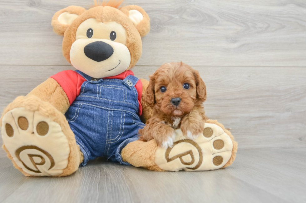 5 week old Cavapoo Puppy For Sale - Puppy Love PR