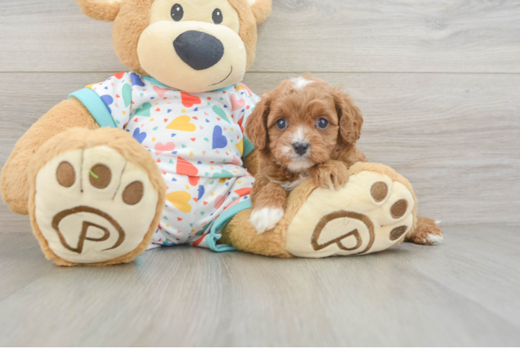 Best Cavapoo Baby