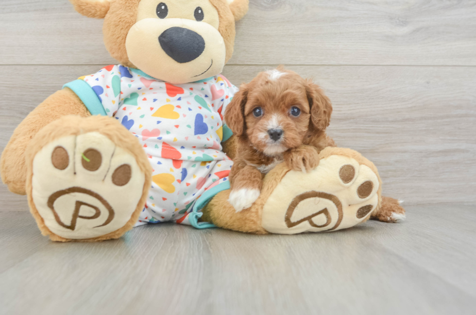 5 week old Cavapoo Puppy For Sale - Puppy Love PR
