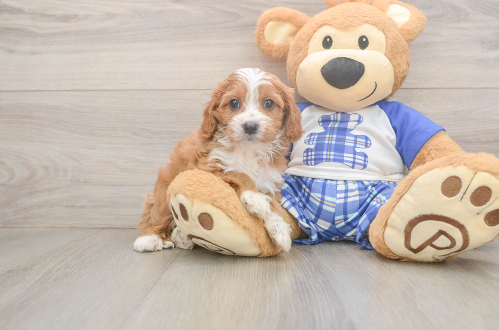 5 week old Cavapoo Puppy For Sale - Puppy Love PR