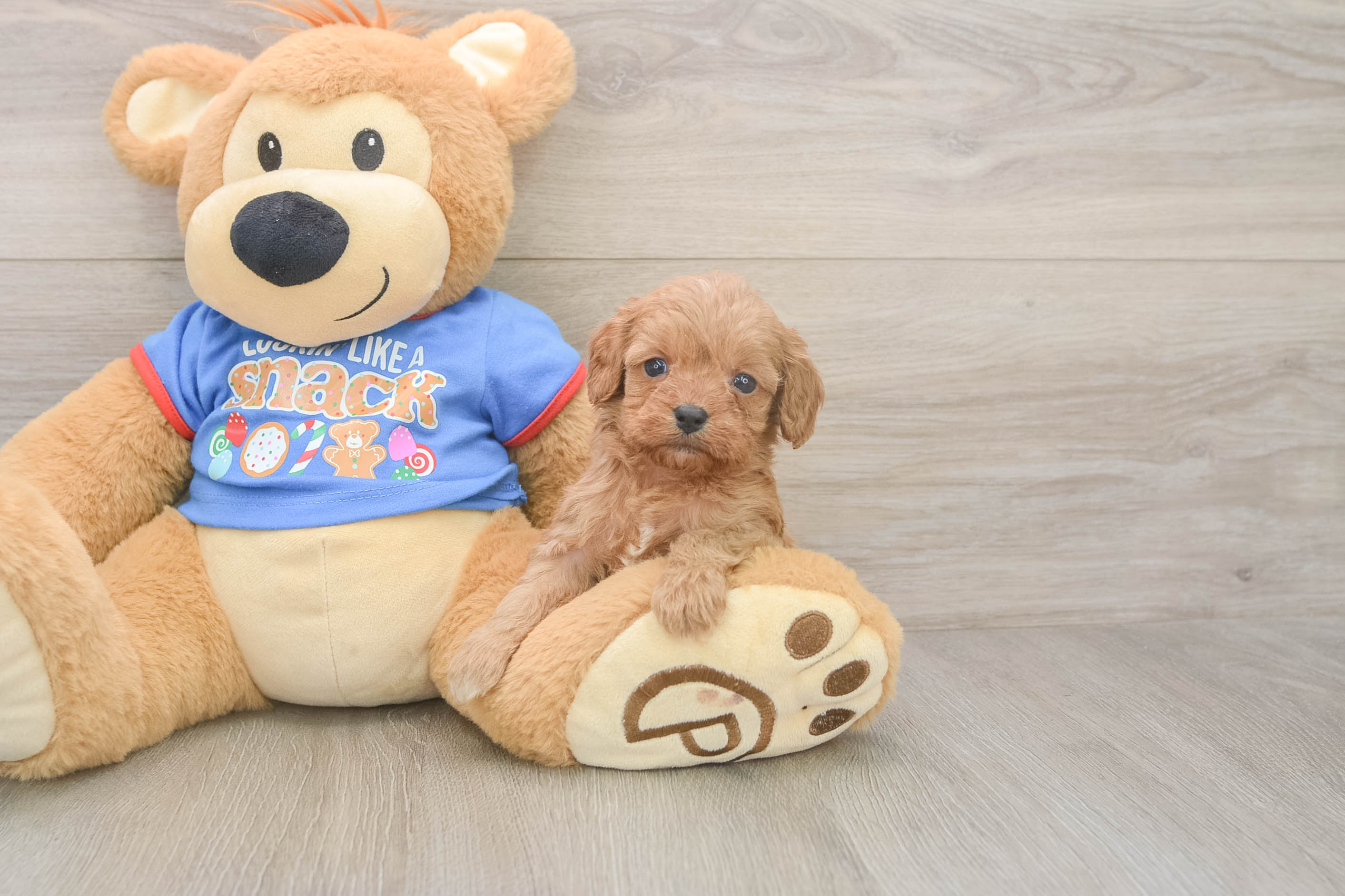 Little Cavipoo Poodle Mix Puppy