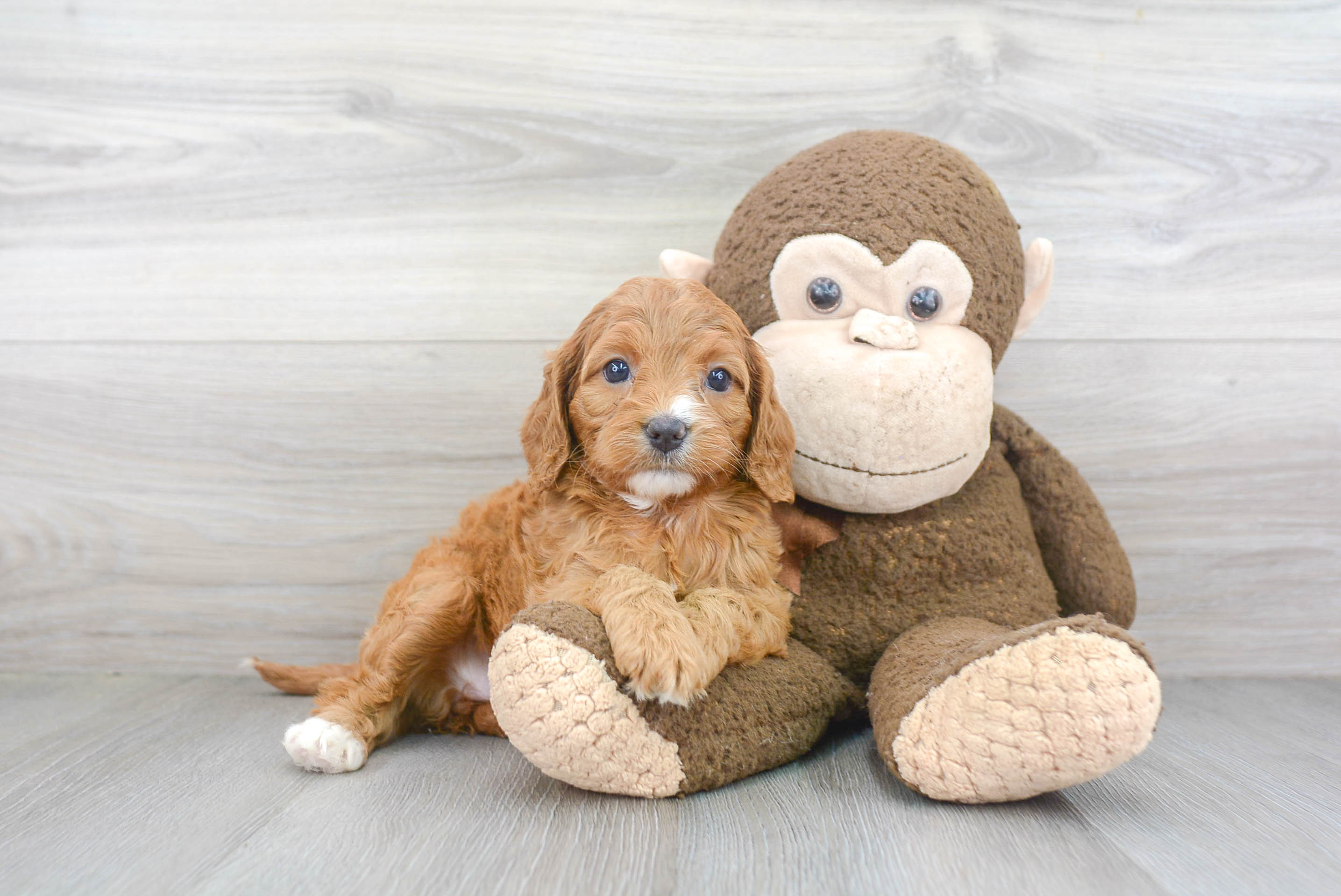 Cavapoo Pup Being Cute