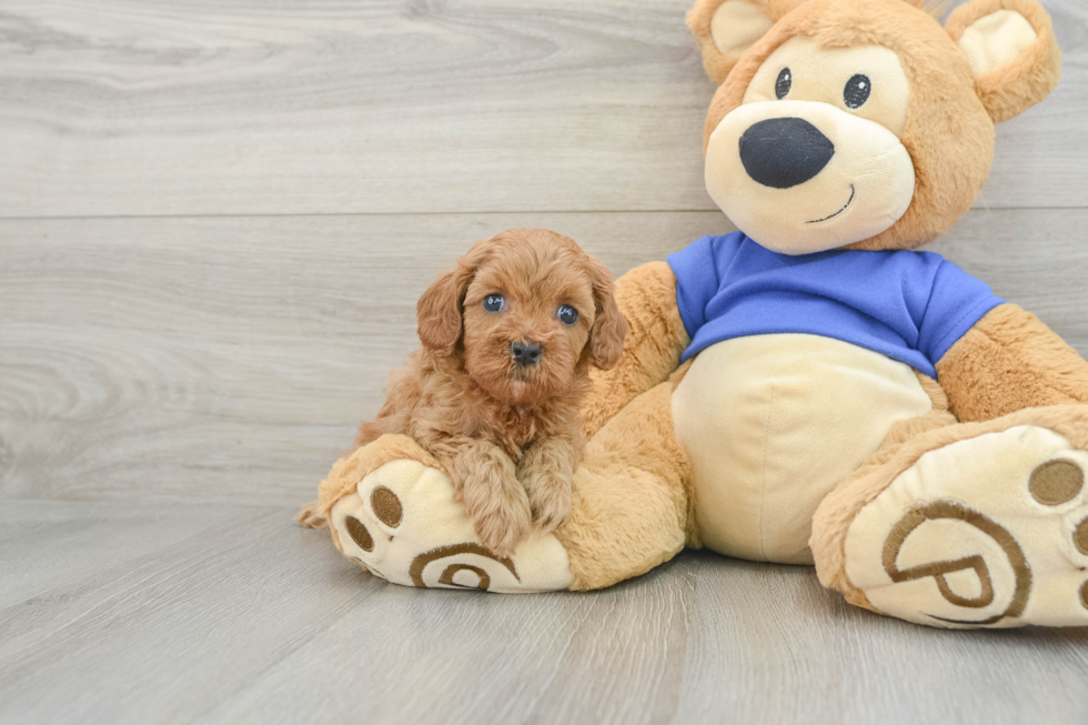 Friendly Cavapoo Baby