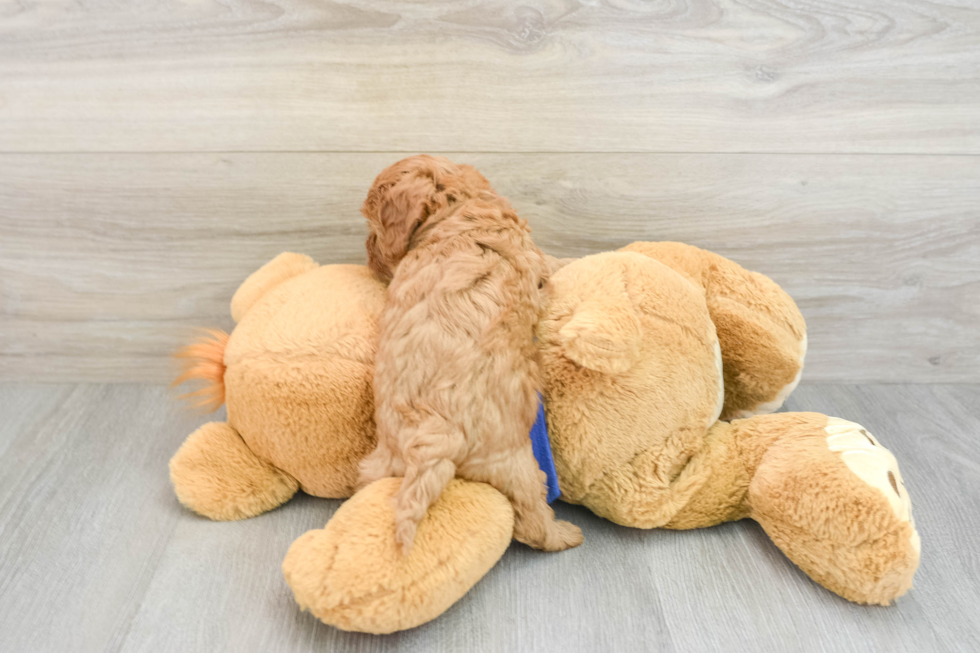 Cavapoo Pup Being Cute