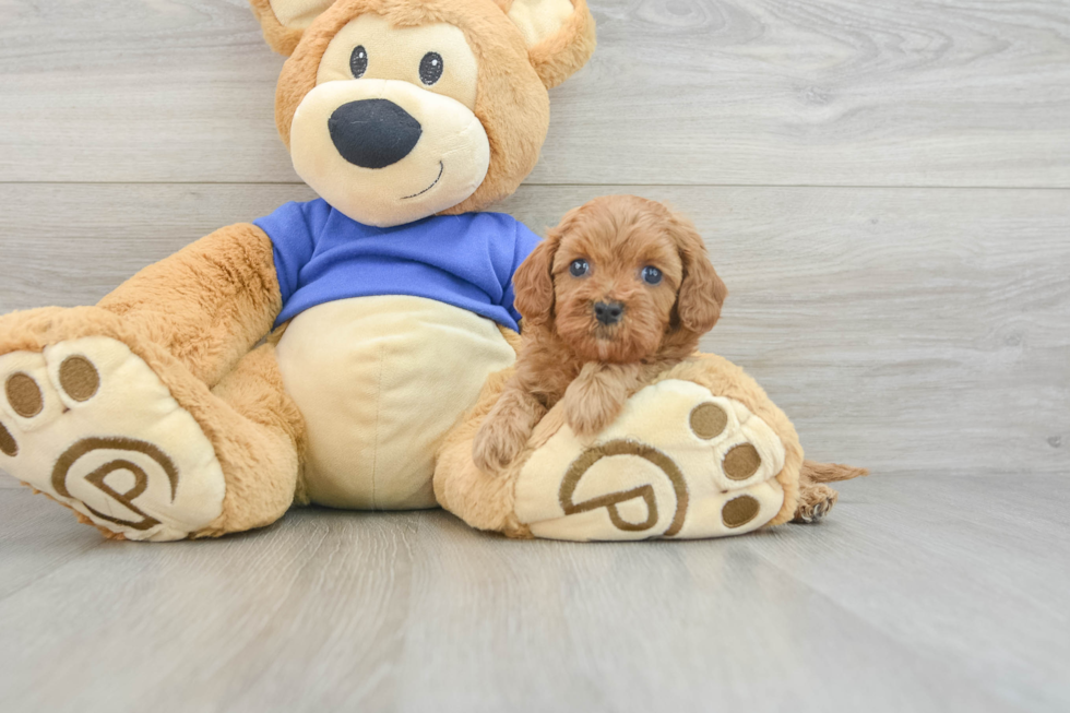 Best Cavapoo Baby