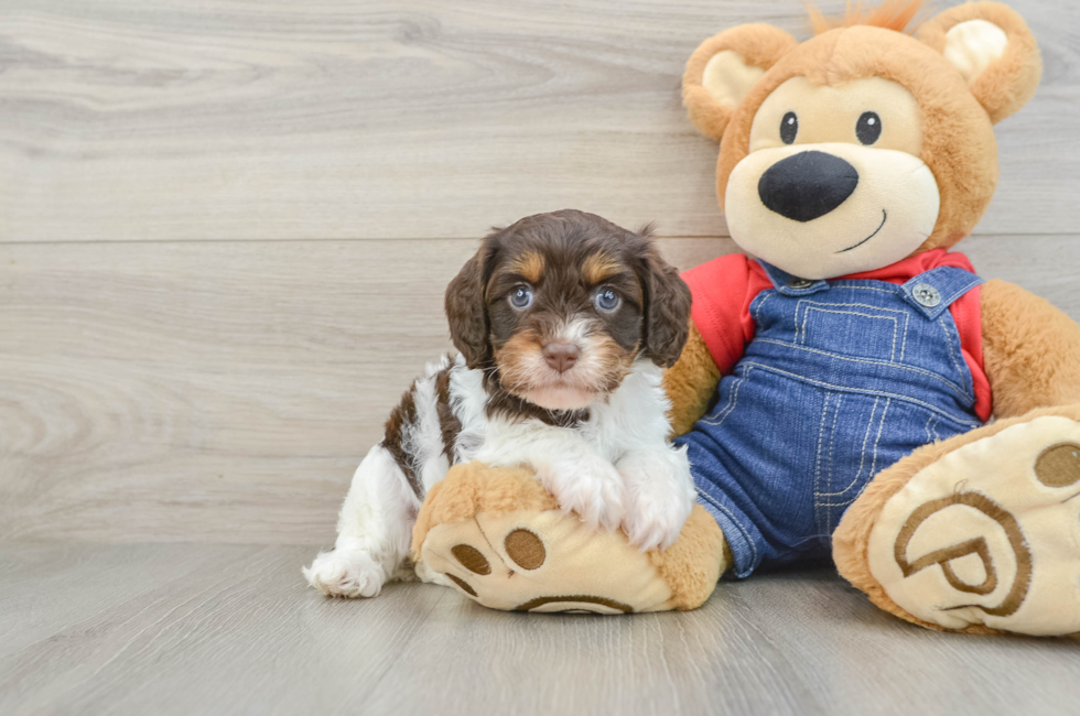 5 week old Cavapoo Puppy For Sale - Puppy Love PR