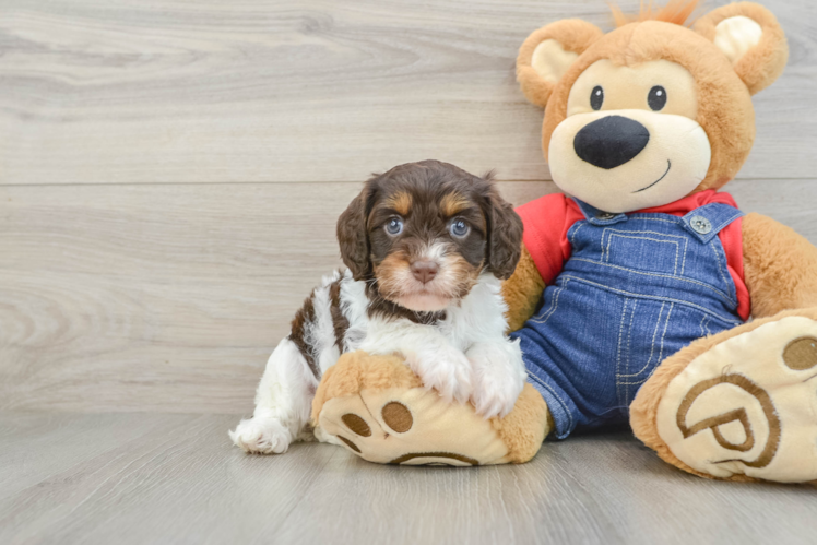Meet Miami - our Cavapoo Puppy Photo 1/3 - Puppy Love PR Happy Cavapoo Baby