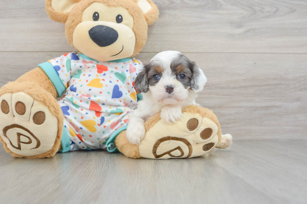 7 week old Cavapoo Puppy For Sale - Puppy Love PR