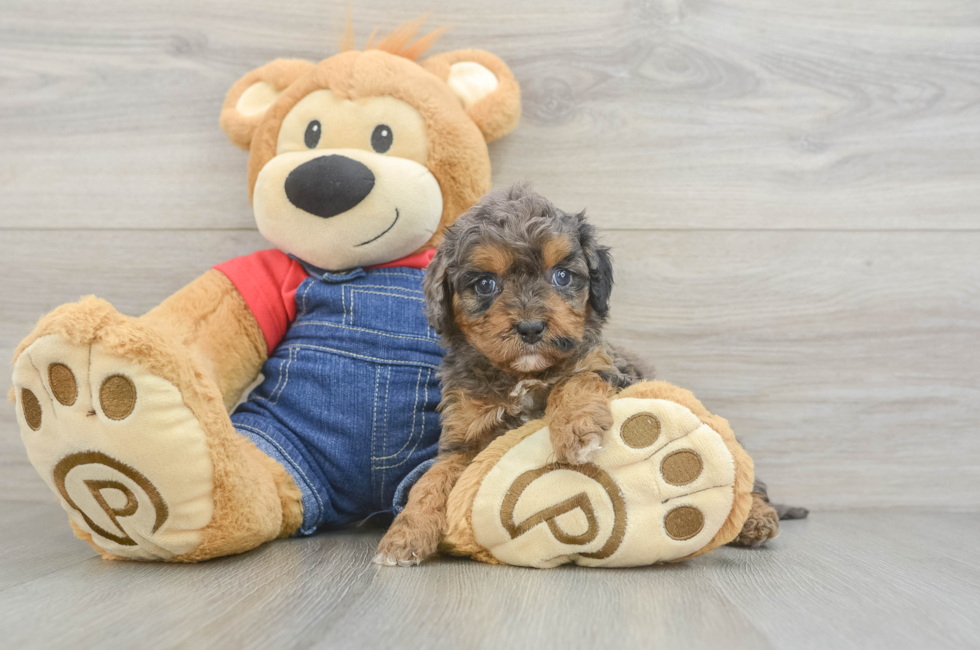 7 week old Cavapoo Puppy For Sale - Puppy Love PR
