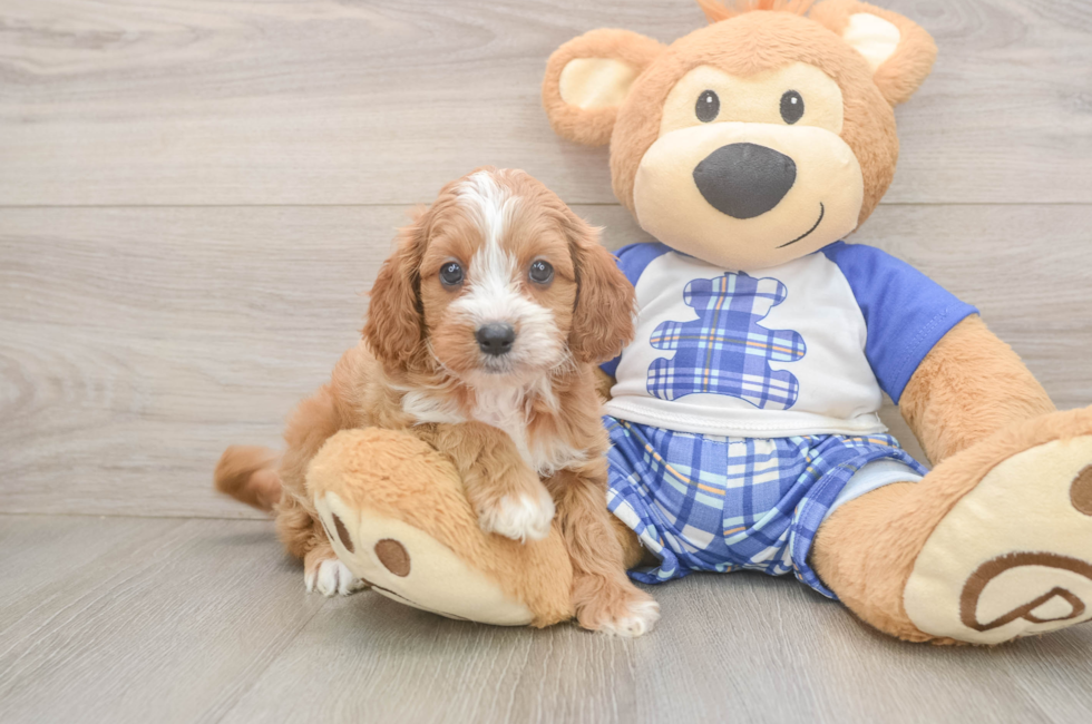 5 week old Cavapoo Puppy For Sale - Puppy Love PR