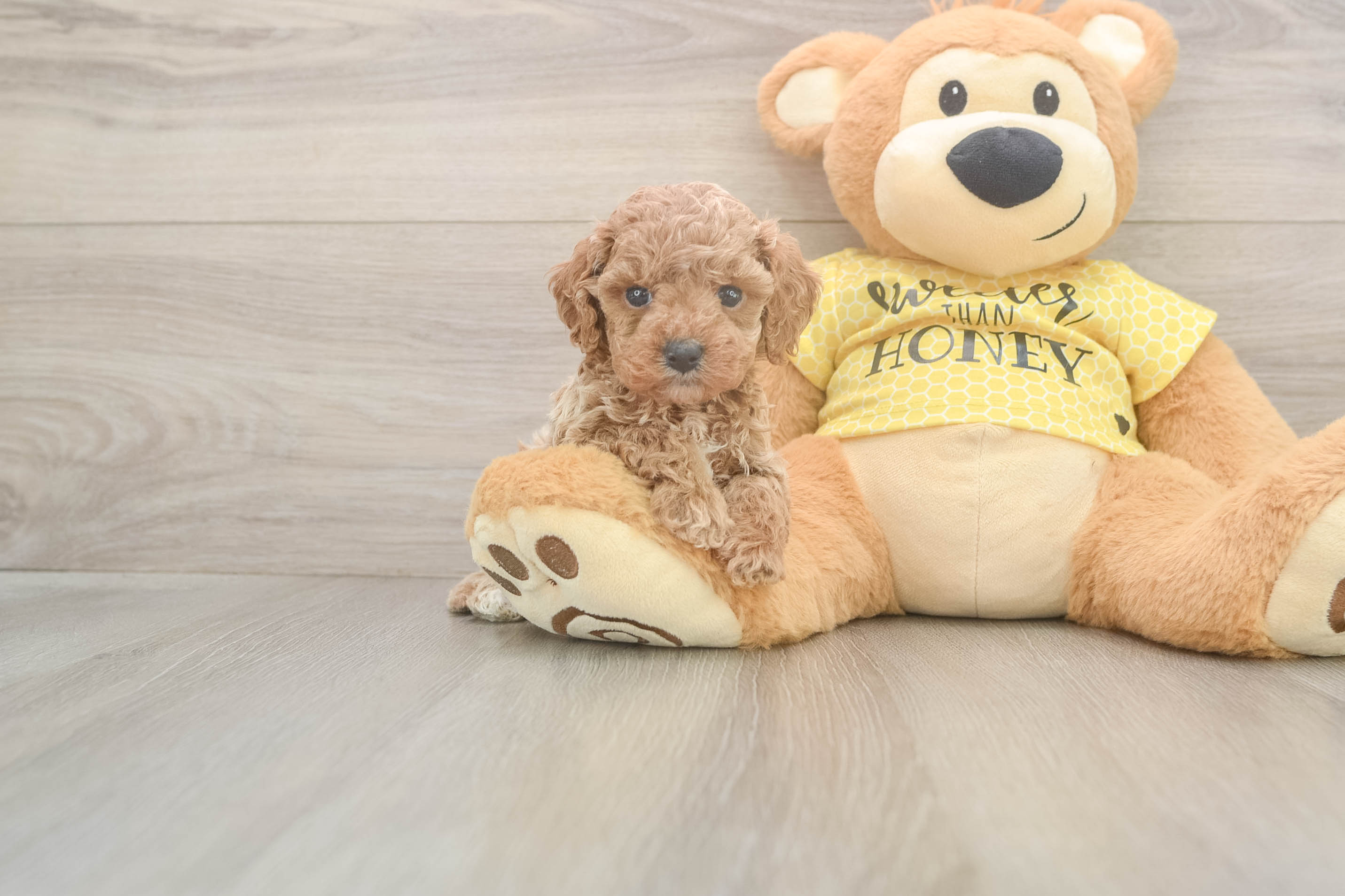 Fluffy Cavapoo Poodle Mix Pup