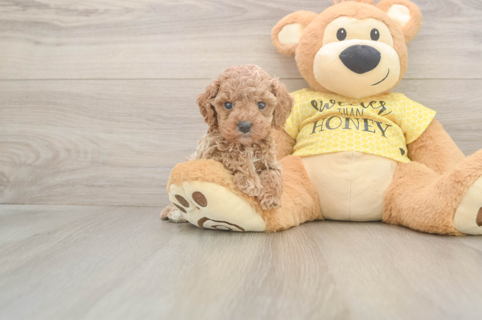 5 week old Cavapoo Puppy For Sale - Puppy Love PR