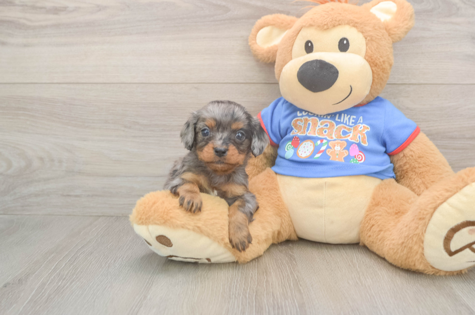 5 week old Cavapoo Puppy For Sale - Puppy Love PR