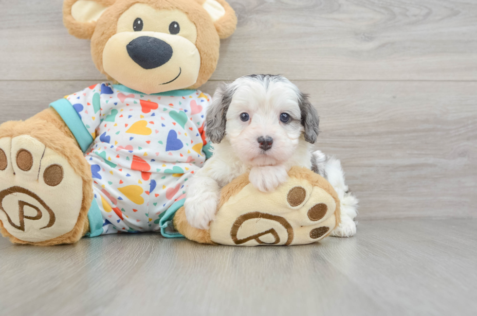 7 week old Cavapoo Puppy For Sale - Puppy Love PR