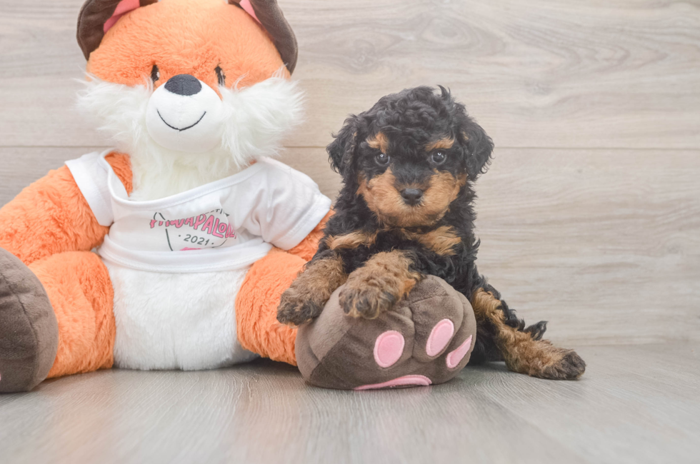 5 week old Cavapoo Puppy For Sale - Puppy Love PR