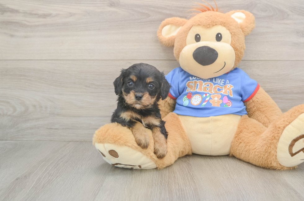 5 week old Cavapoo Puppy For Sale - Puppy Love PR