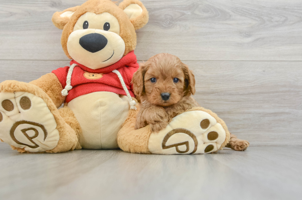 6 week old Cavapoo Puppy For Sale - Puppy Love PR