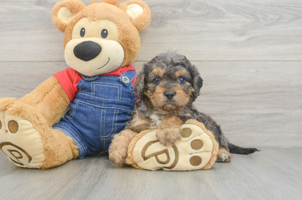 7 week old Cavapoo Puppy For Sale - Puppy Love PR