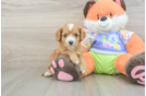 Cavapoo Puppy for Adoption