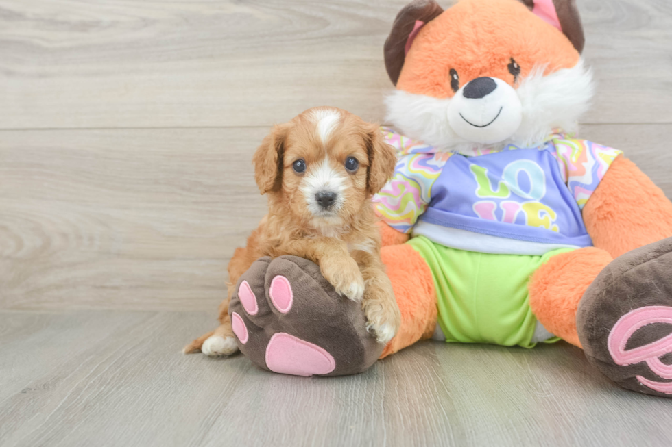 Cavapoo Puppy for Adoption