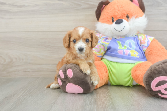Cavapoo Puppy for Adoption