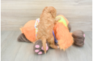 Fluffy Cavapoo Poodle Mix Pup