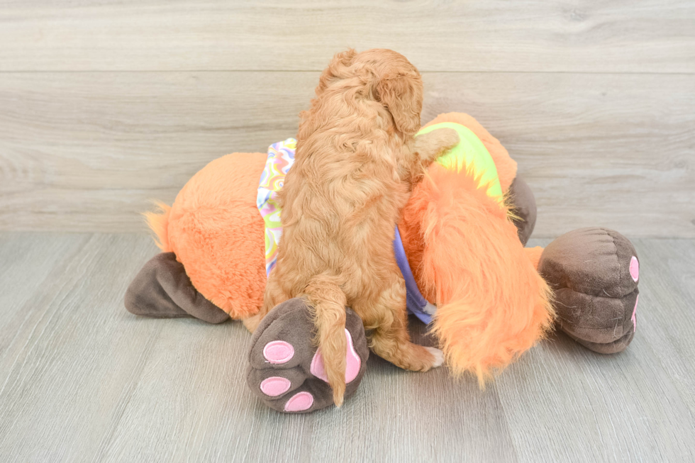 Fluffy Cavapoo Poodle Mix Pup