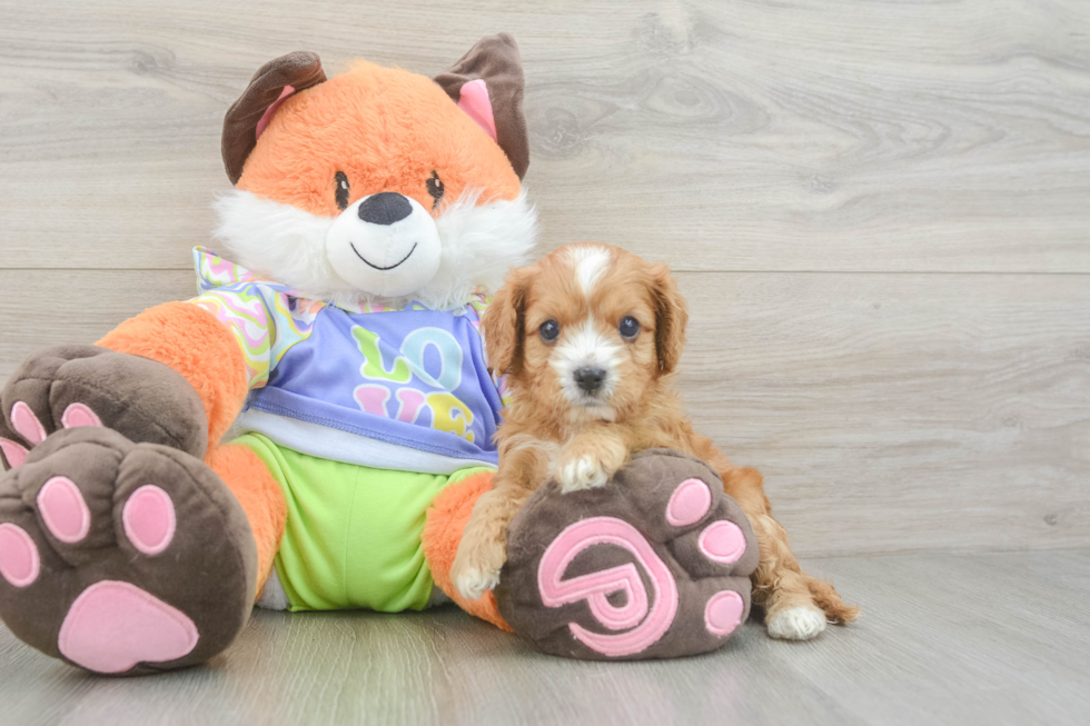 Best Cavapoo Baby