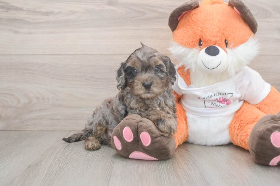 5 week old Cavapoo Puppy For Sale - Puppy Love PR